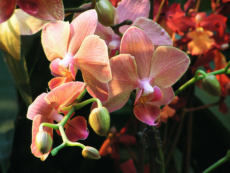 Orchidea.23.JPG - OLYMPUS DIGITAL CAMERA